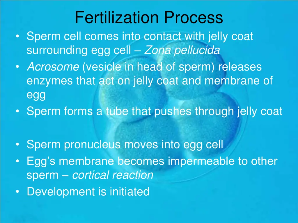 fertilization process sperm cell comes into