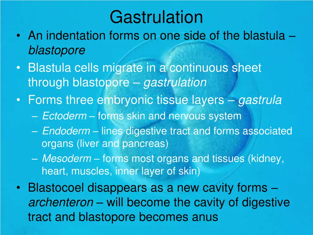 gastrulation