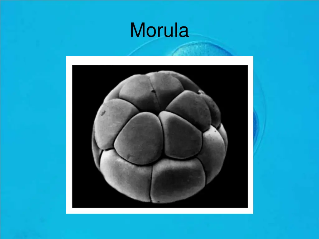 morula