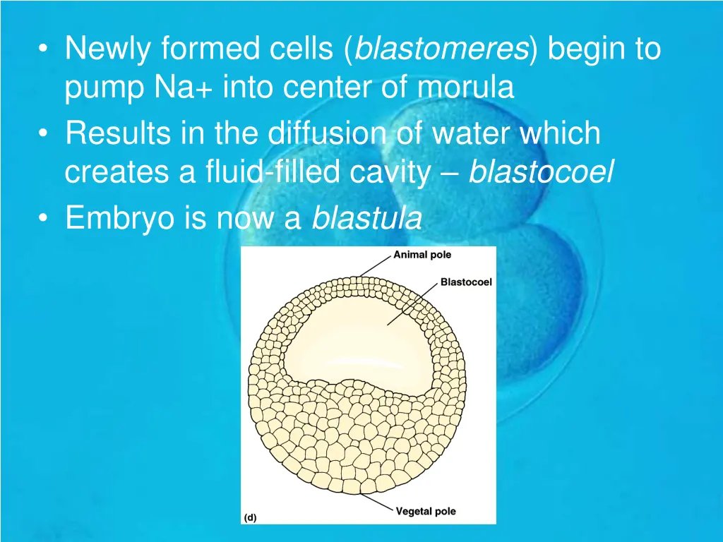 newly formed cells blastomeres begin to pump