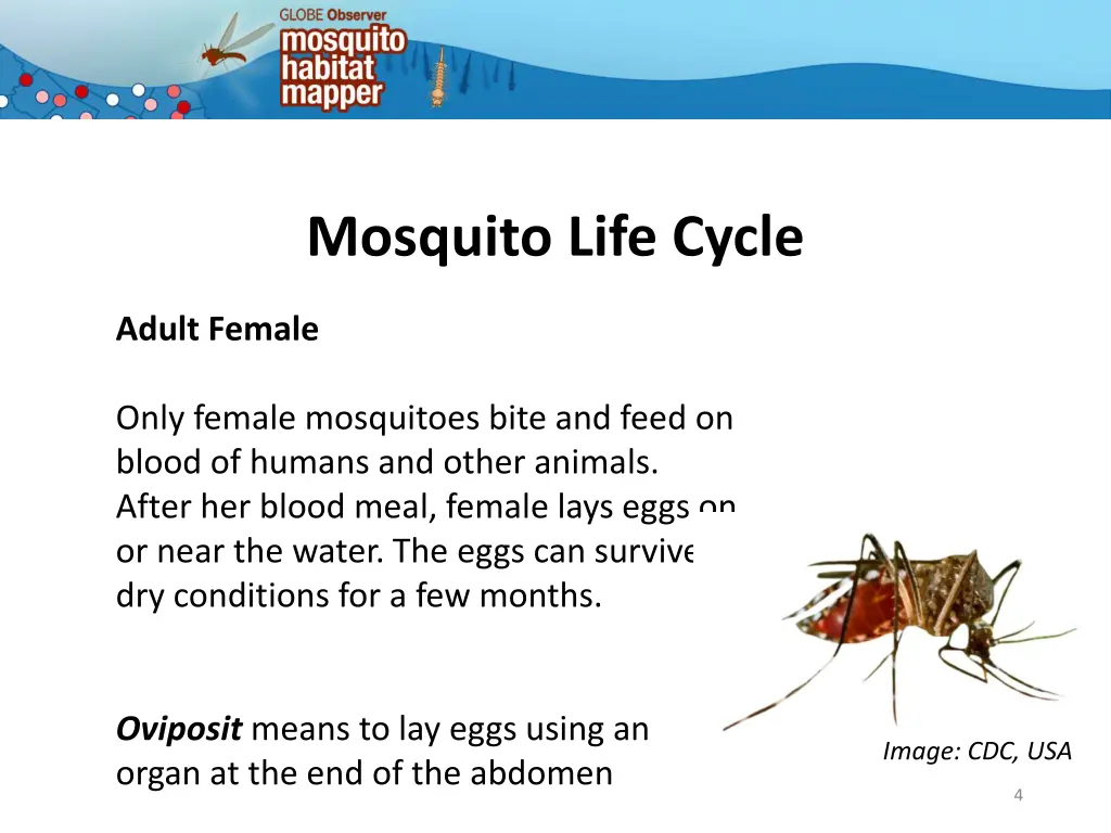 mosquito life cycle 1