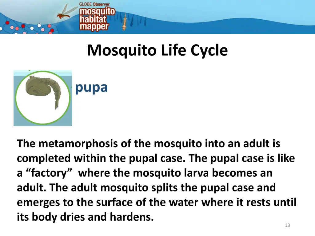 mosquito life cycle 10