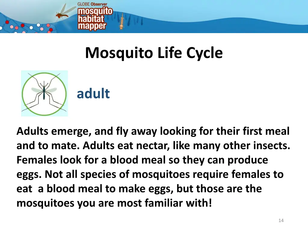 mosquito life cycle 11