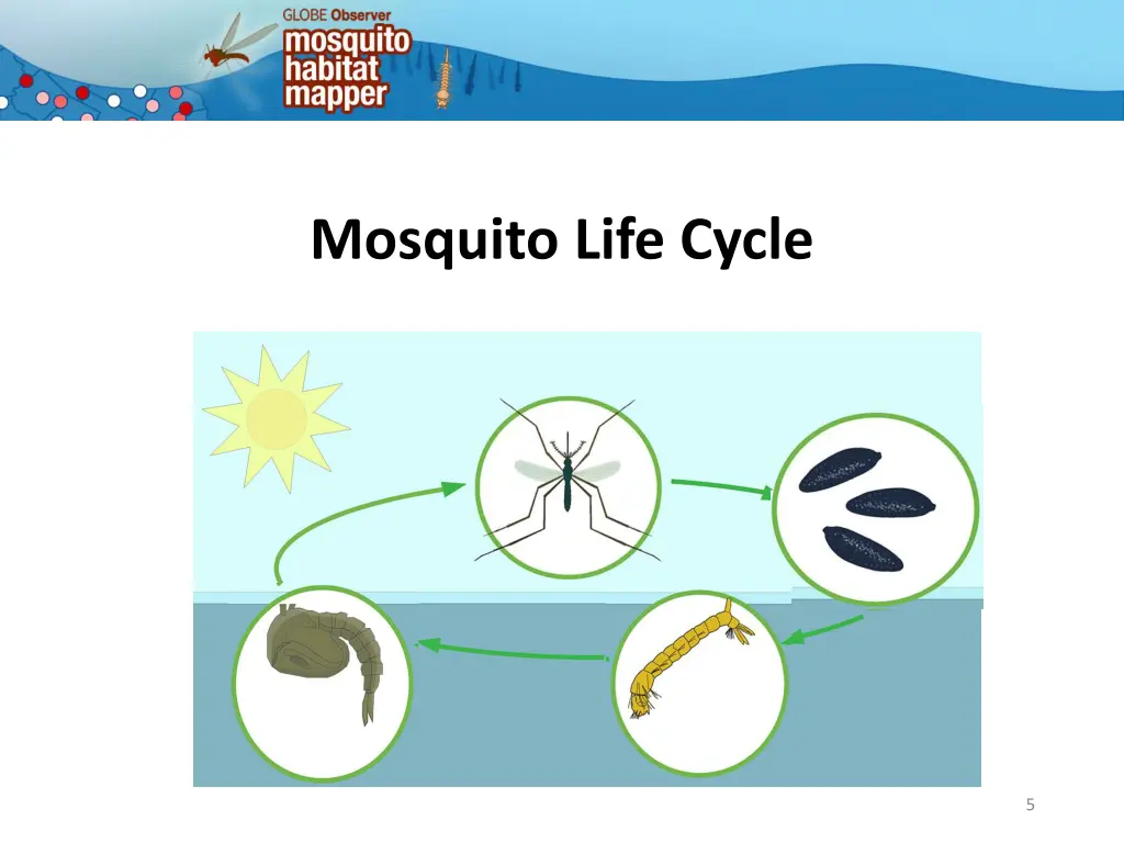 mosquito life cycle 2