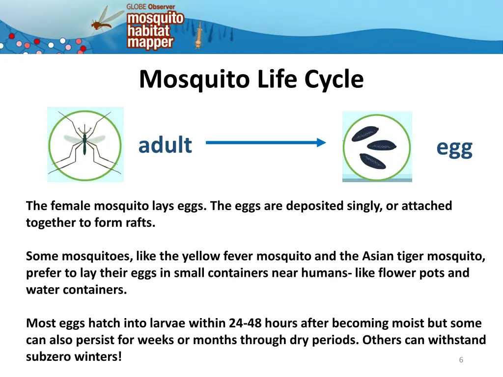 mosquito life cycle 3