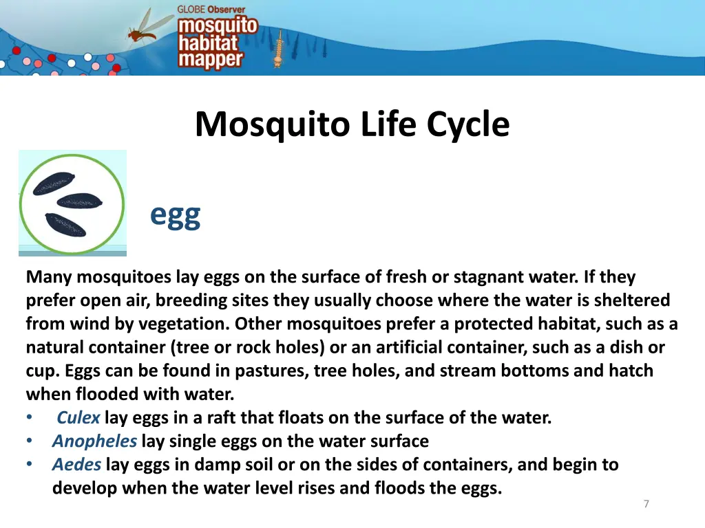 mosquito life cycle 4