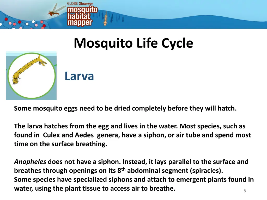 mosquito life cycle 5