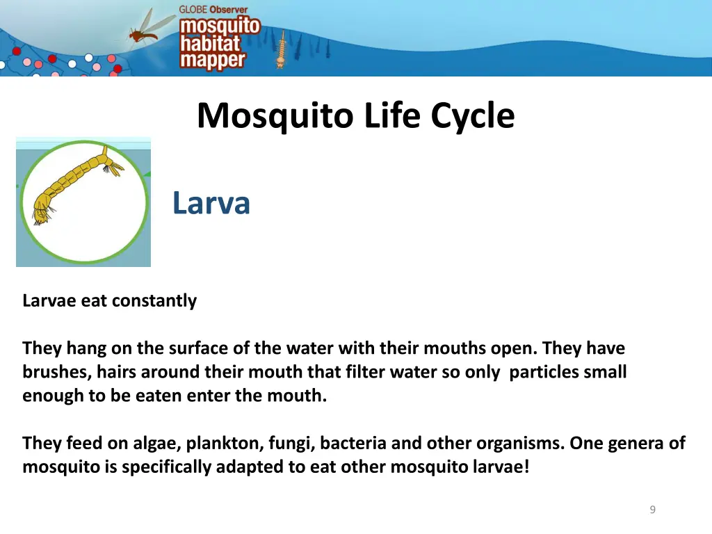 mosquito life cycle 6