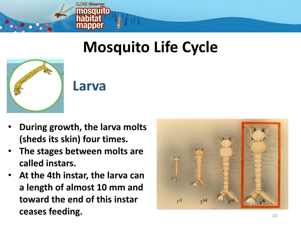 mosquito life cycle 7