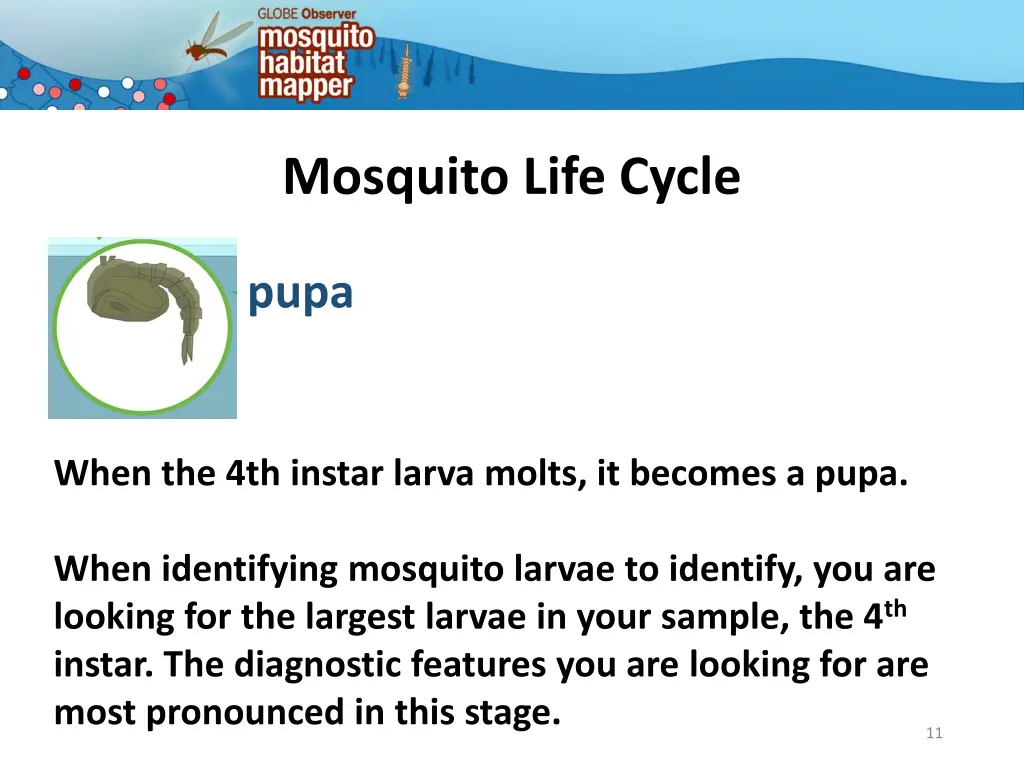 mosquito life cycle 8