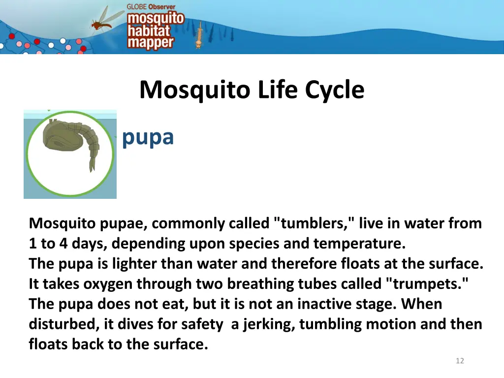 mosquito life cycle 9