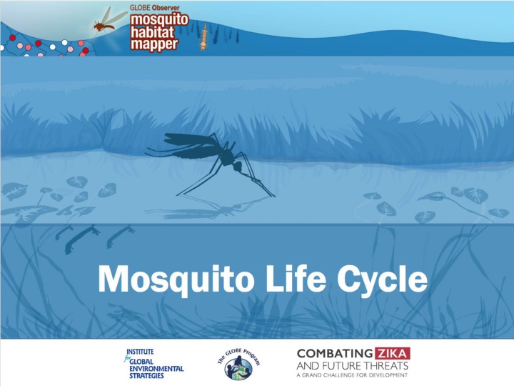 mosquito life cycle