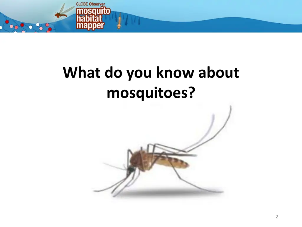 what do you know about mosquitoes