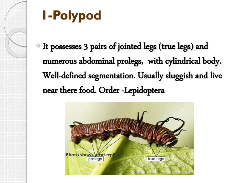 1 polypod