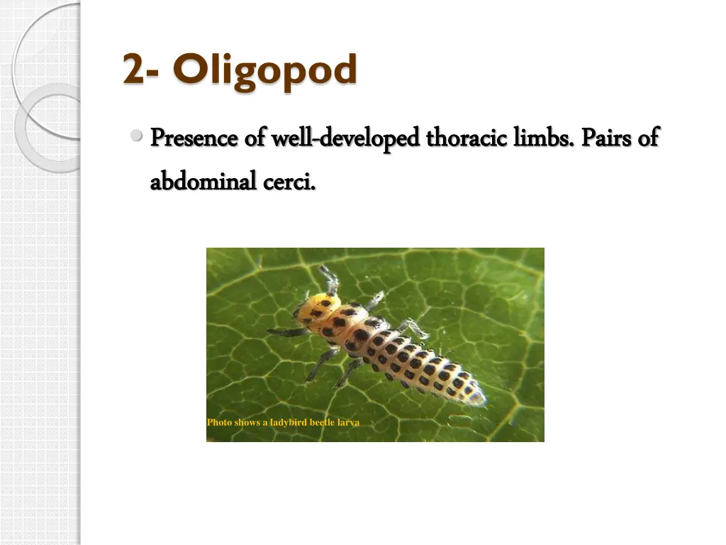 2 oligopod