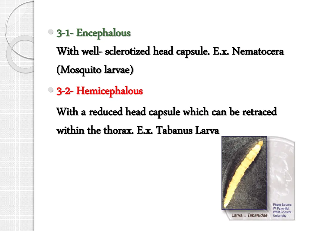 3 3 1 1 encephalous encephalous with well with