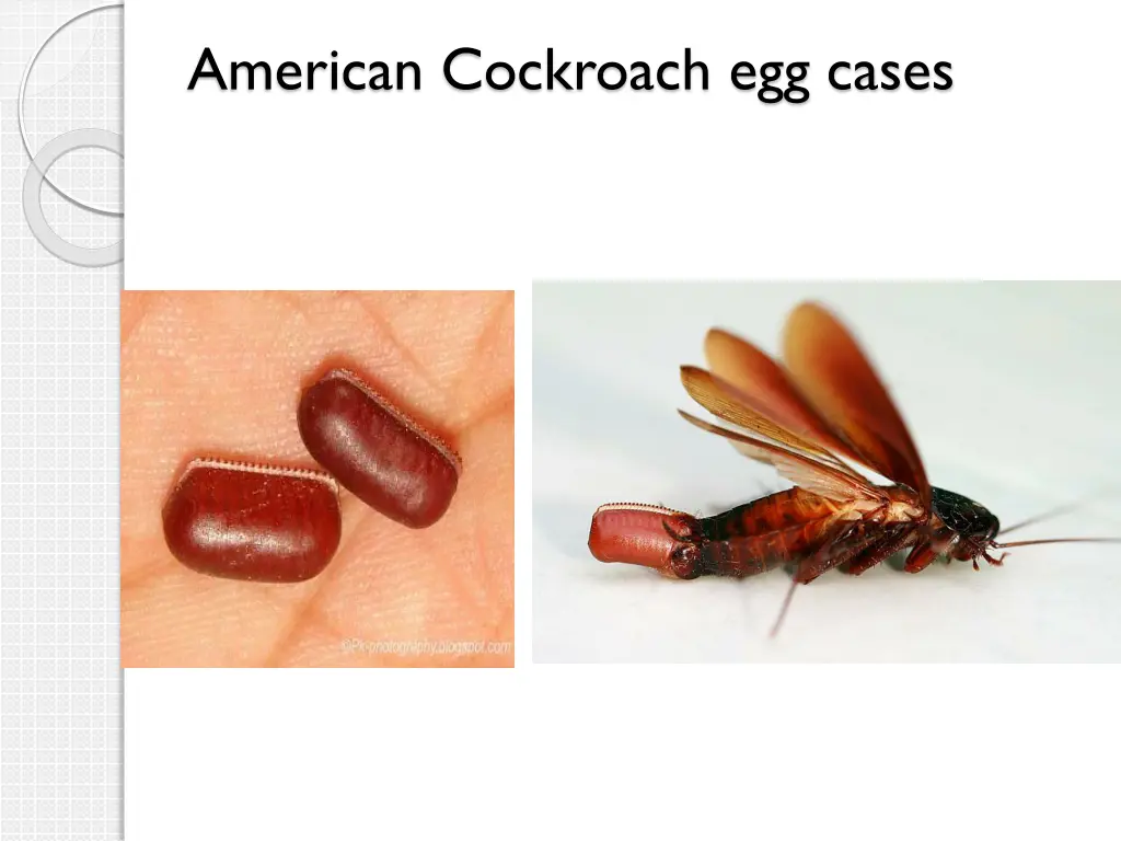 american cockroach egg cases