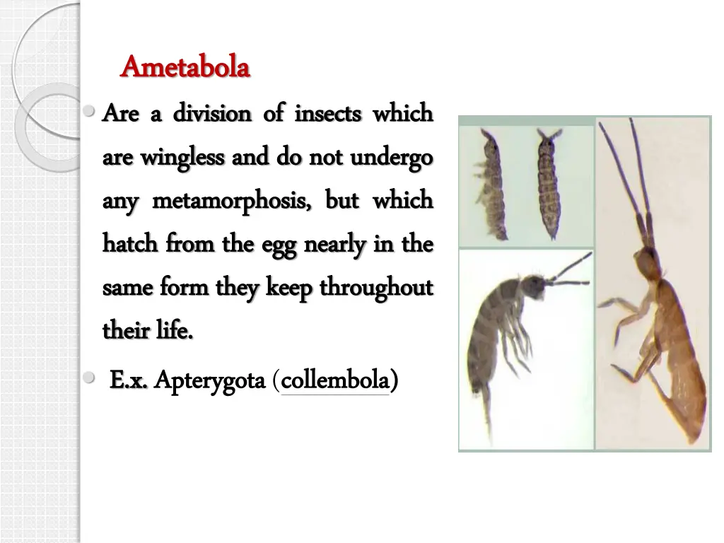 ametabola ametabola are are a a division