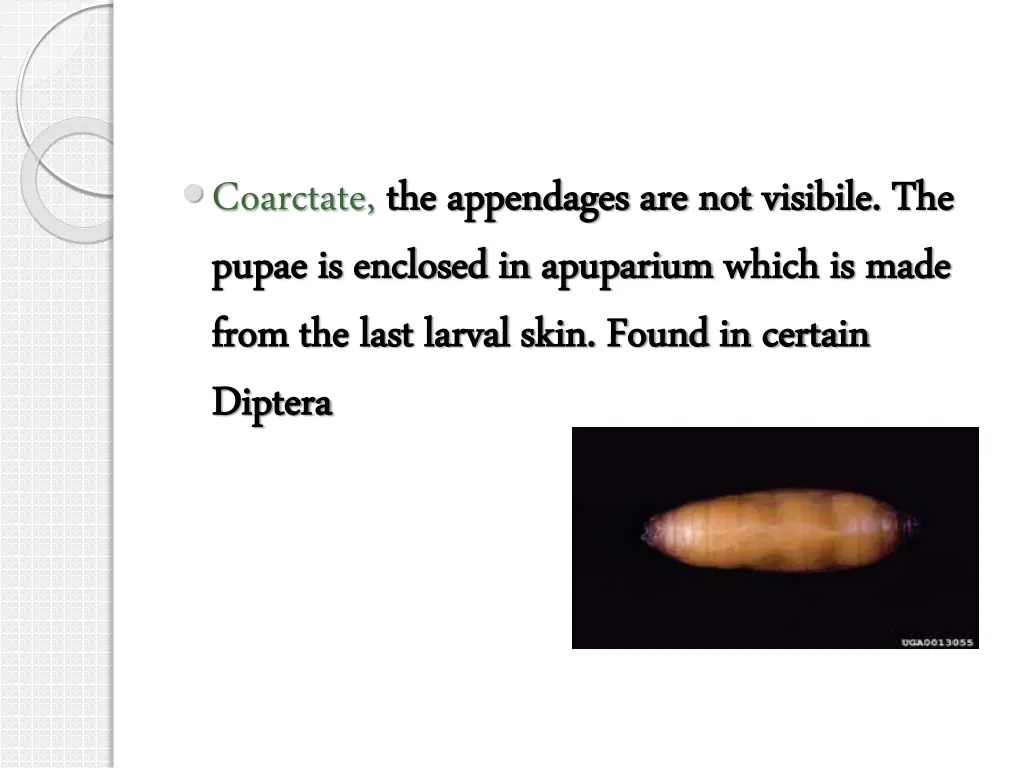 coarctate the appendages are not the appendages