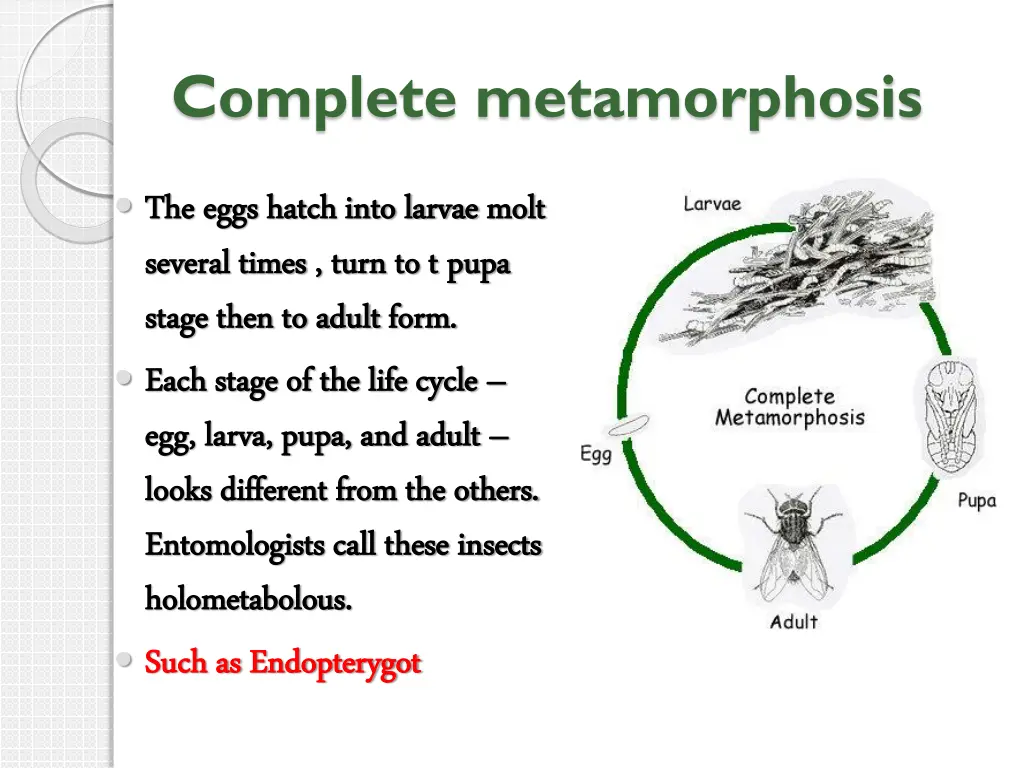 complete metamorphosis