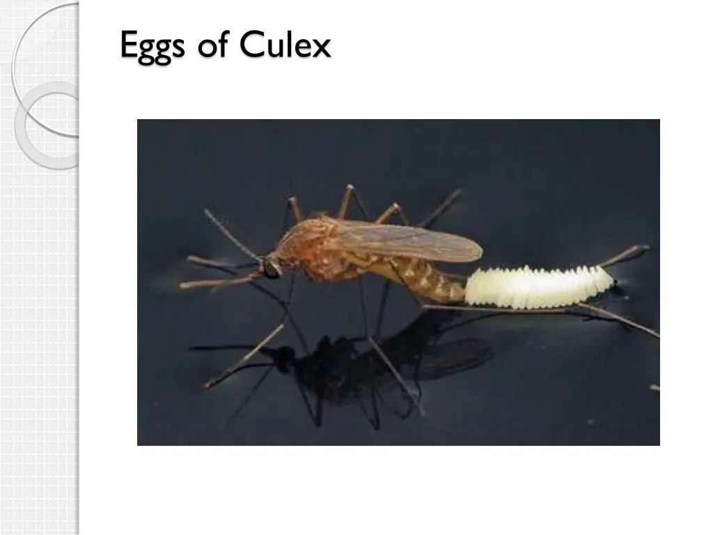 eggs of culex