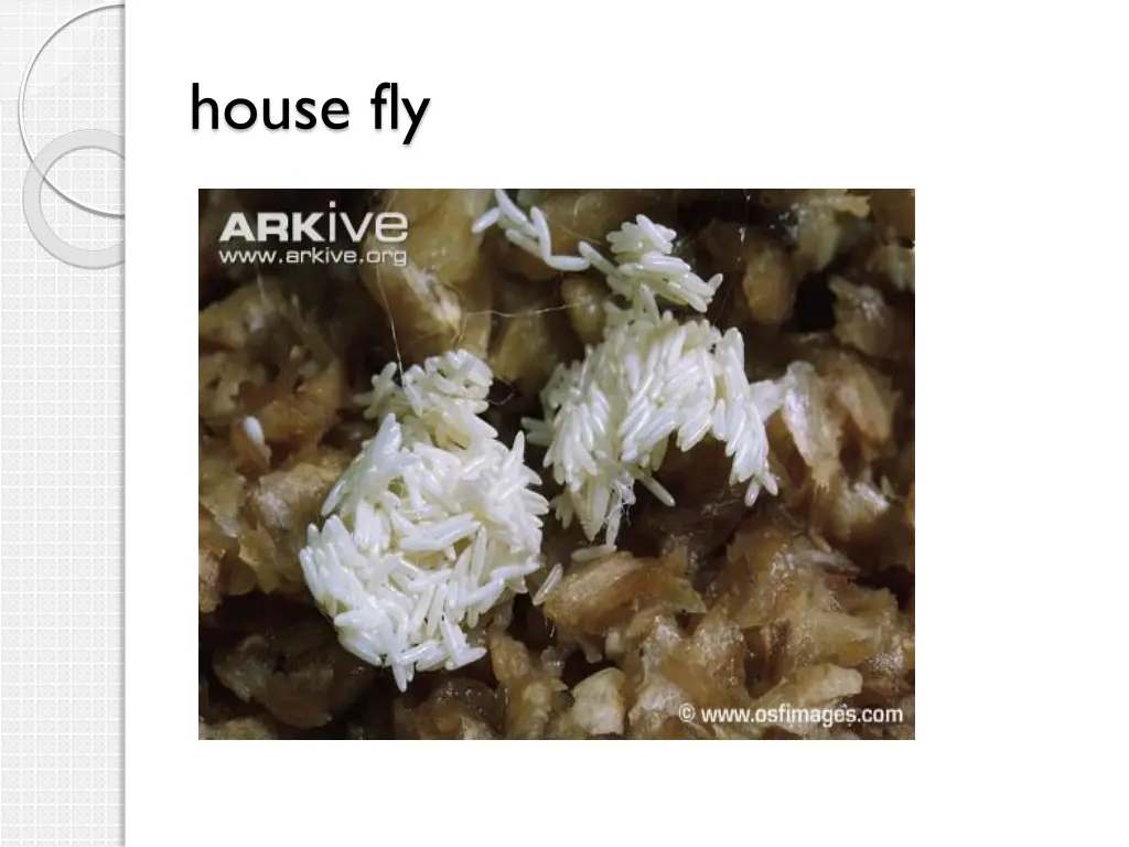 house fly