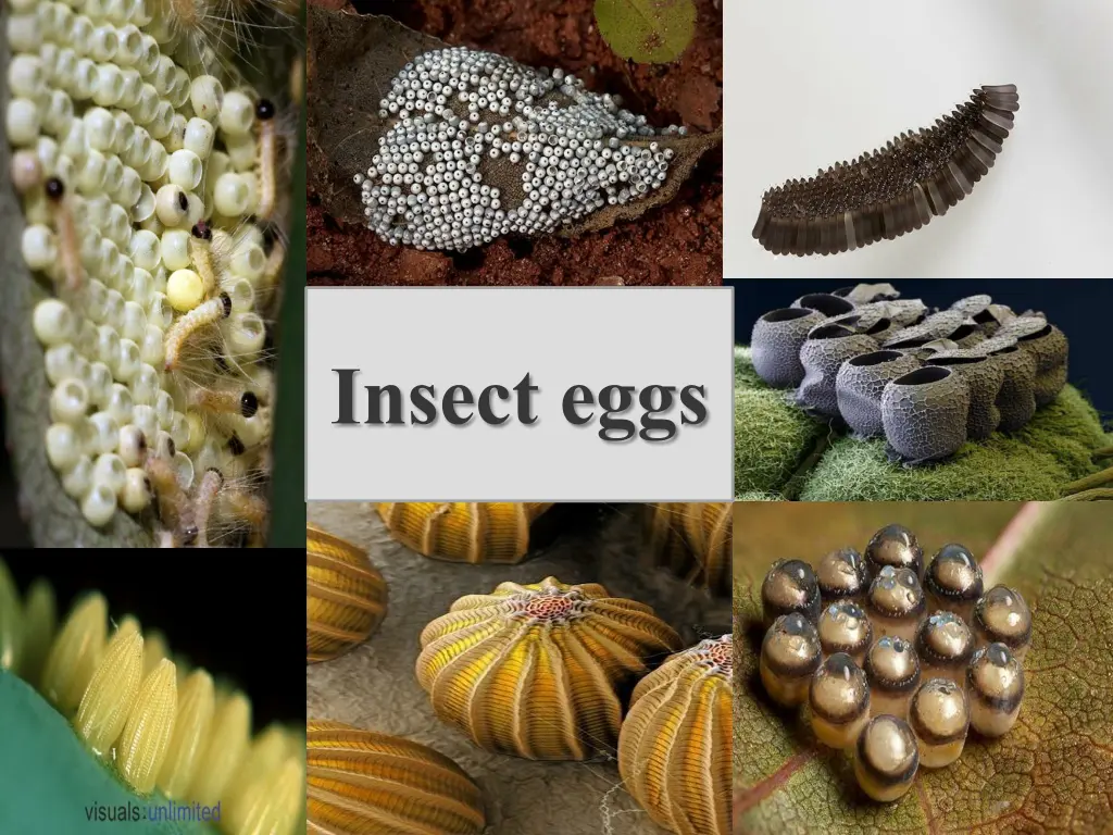 insect eggs