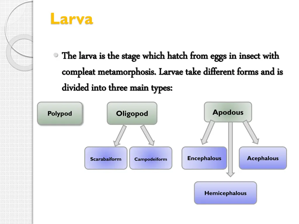 larva