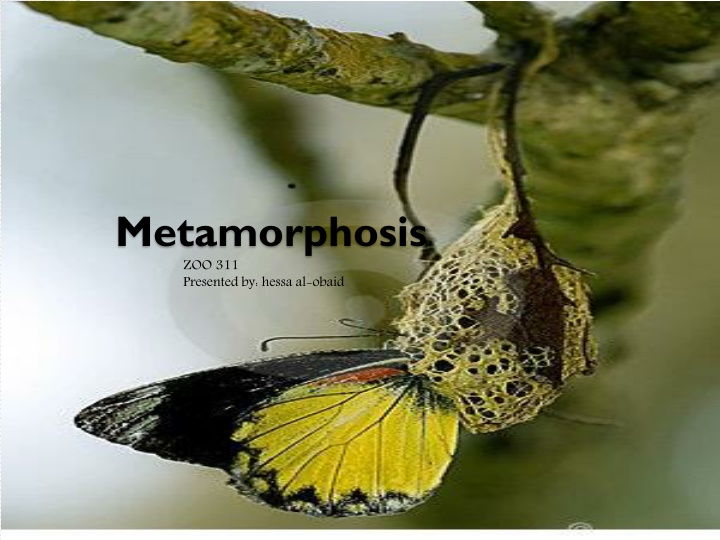 metamorphosis zoo 311 presented by hessa al obaid