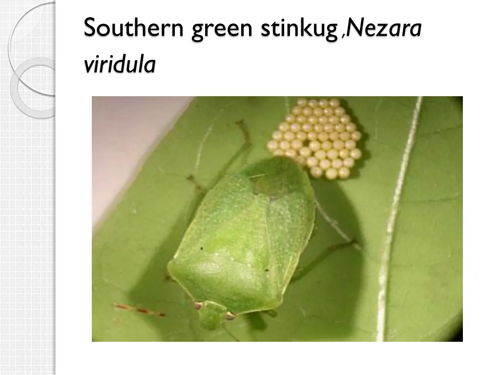 southern green stinkug nezara viridula