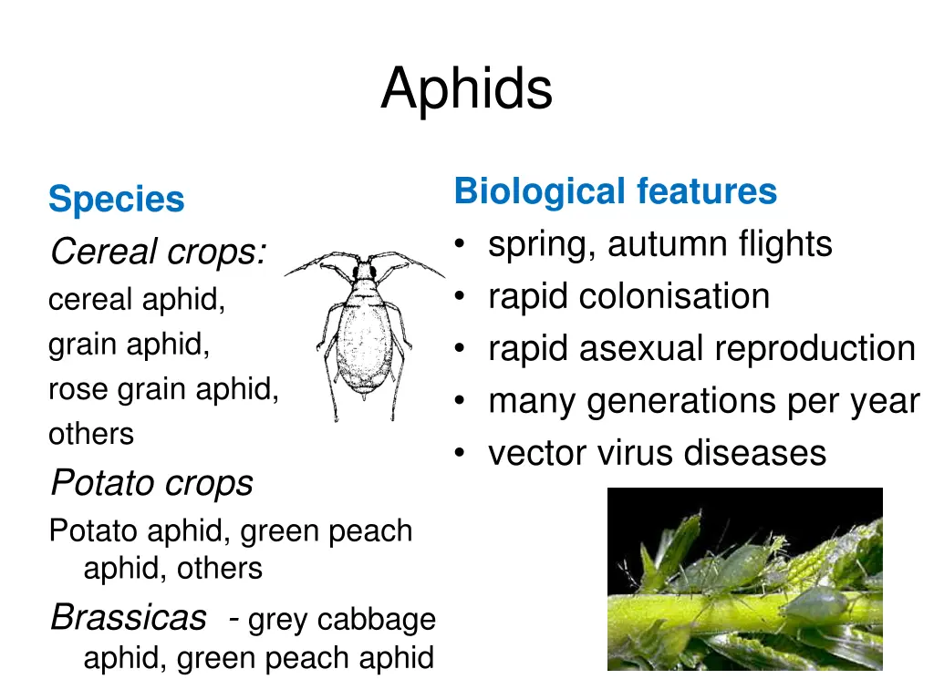 aphids