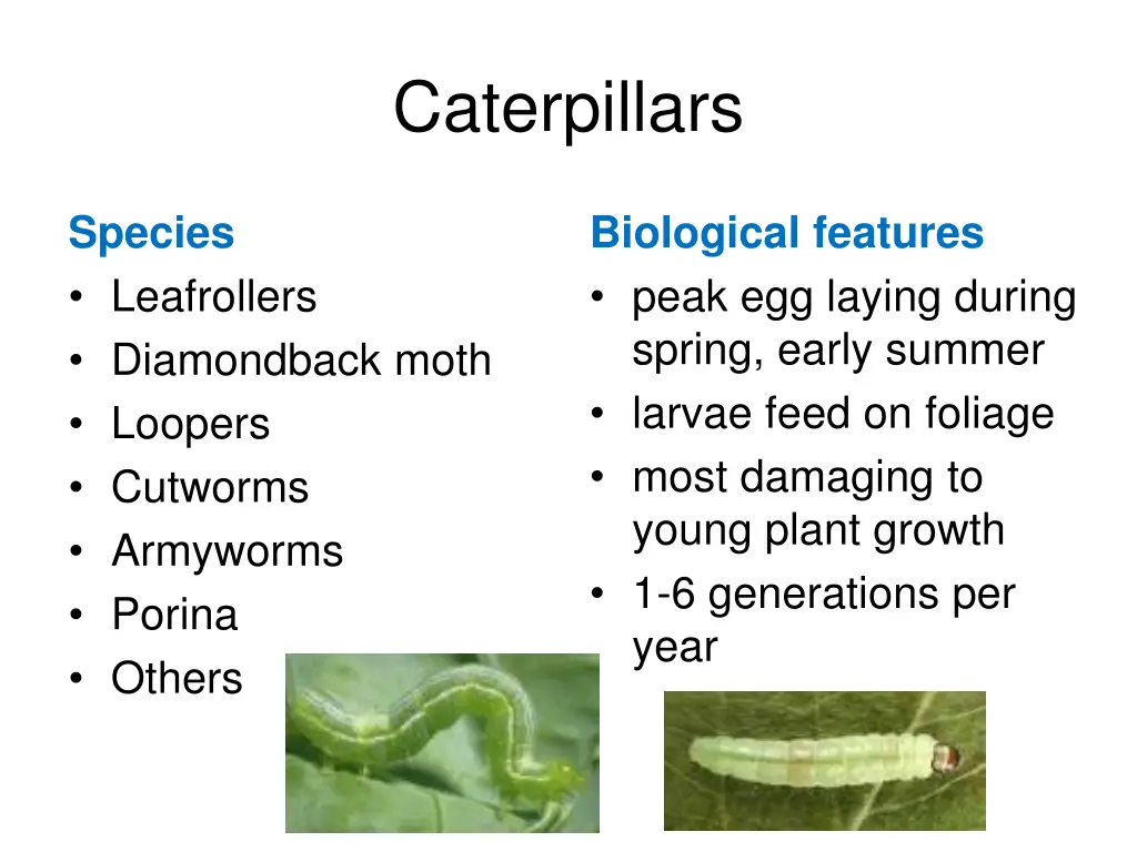 caterpillars