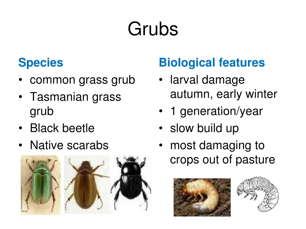 grubs