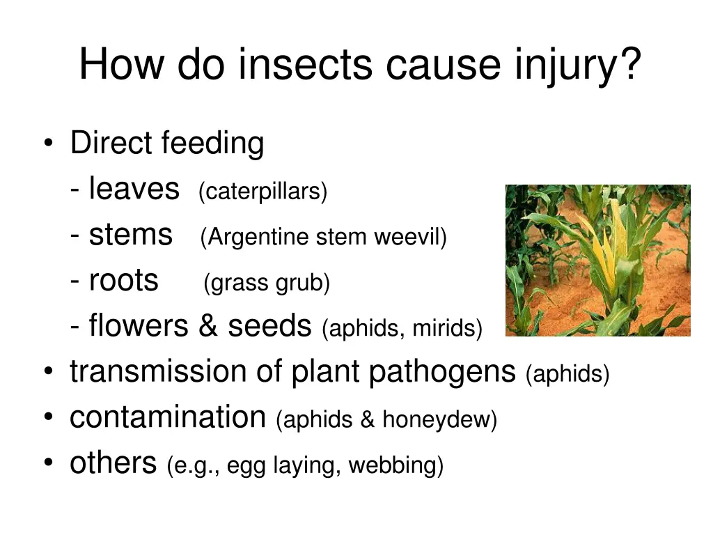 how do insects cause injury