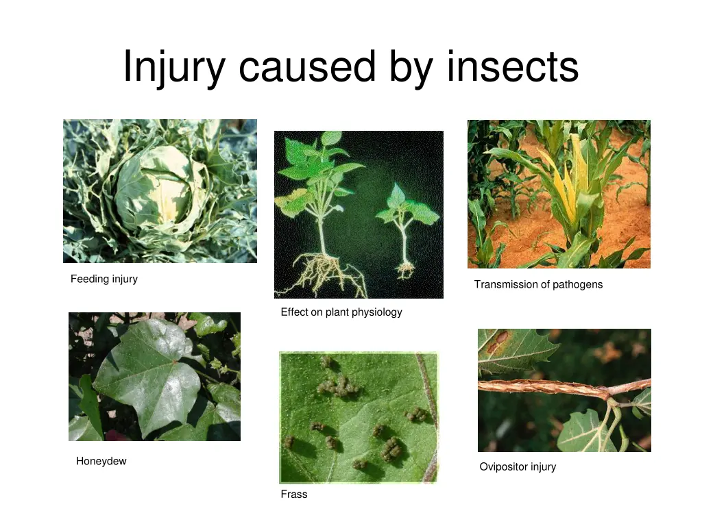 injury caused by insects