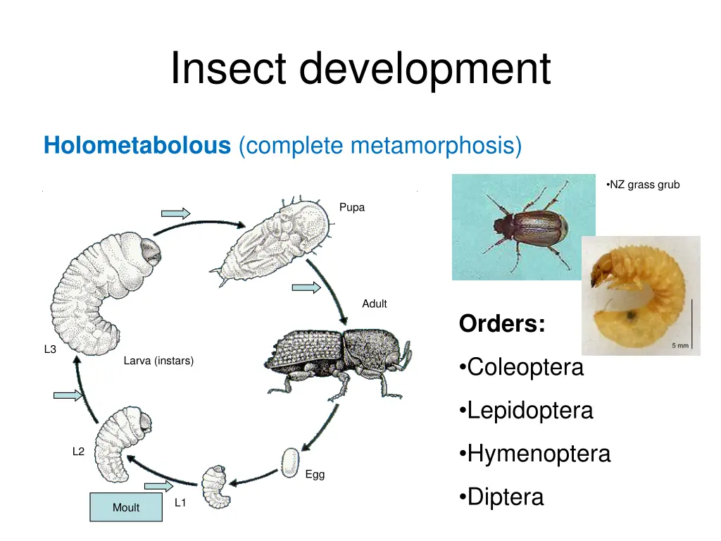 insect development 1