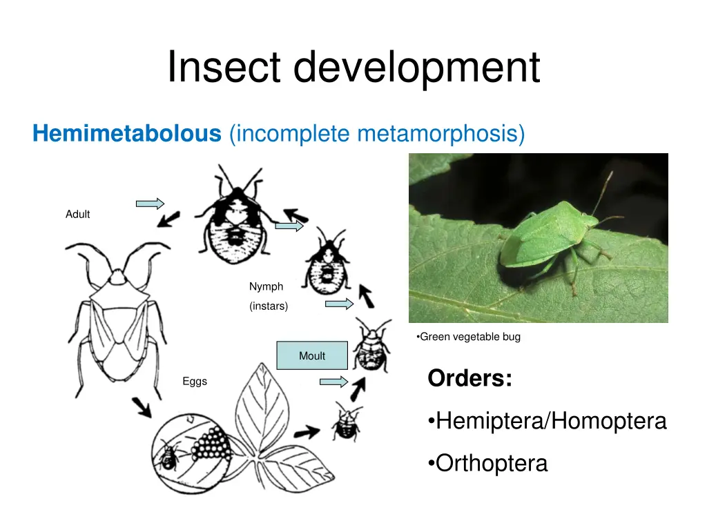 insect development