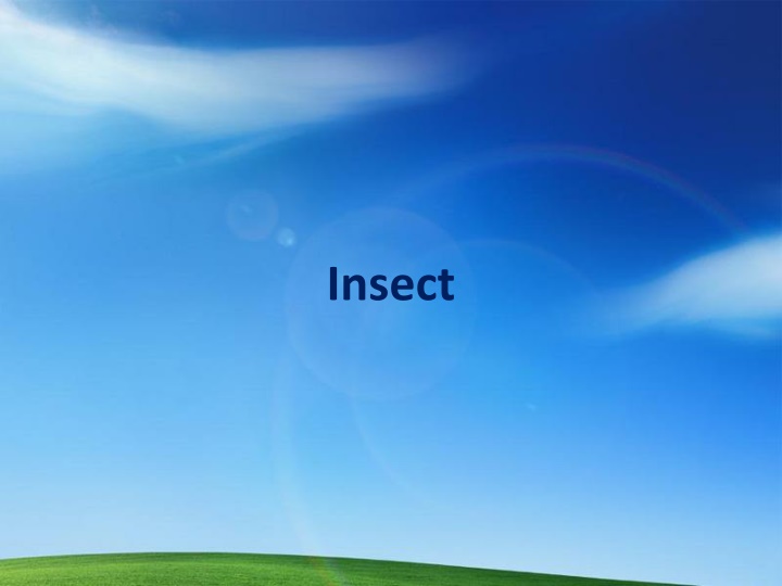 insect