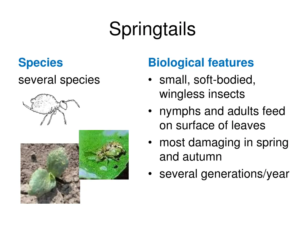 springtails