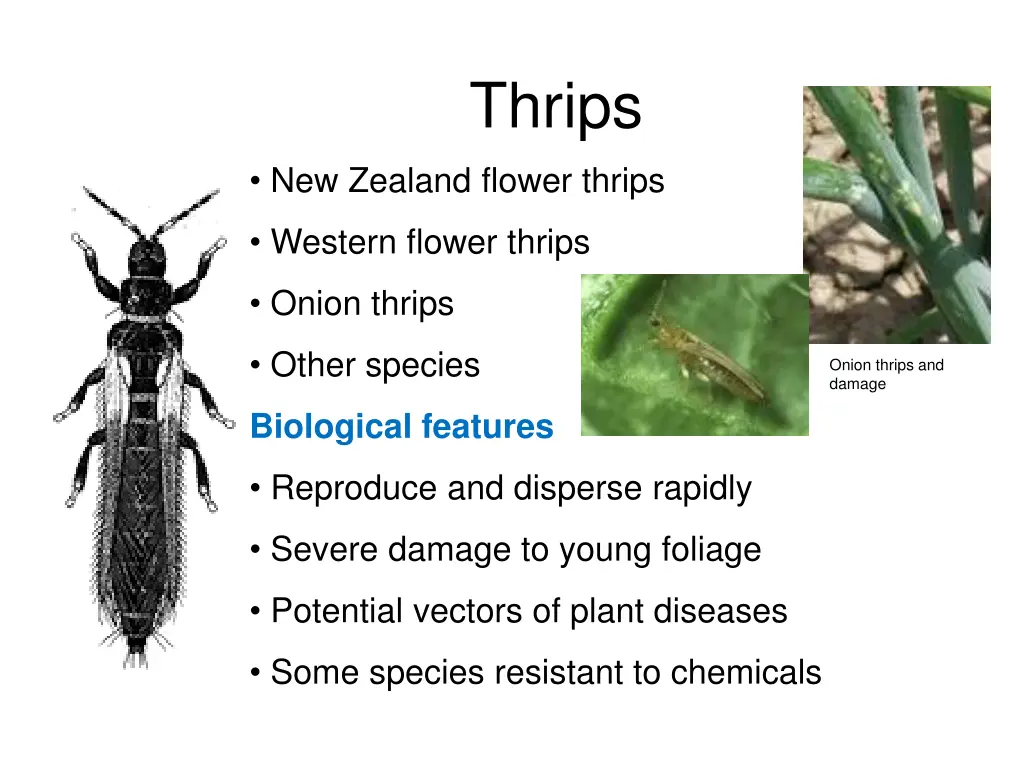 thrips