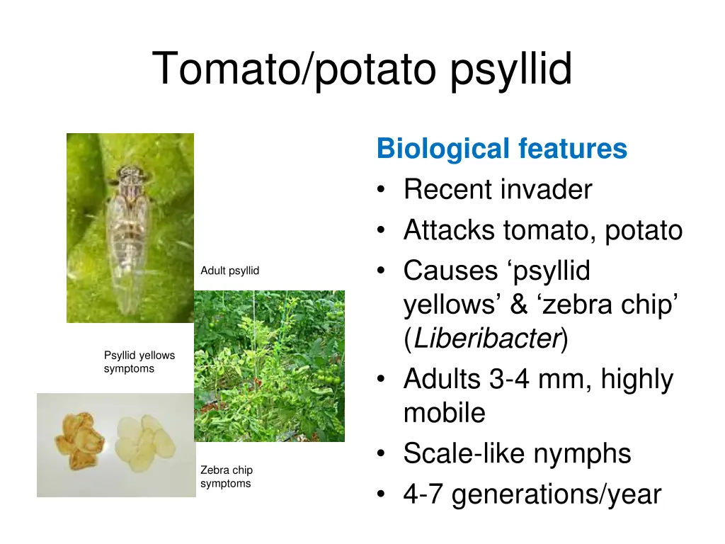 tomato potato psyllid