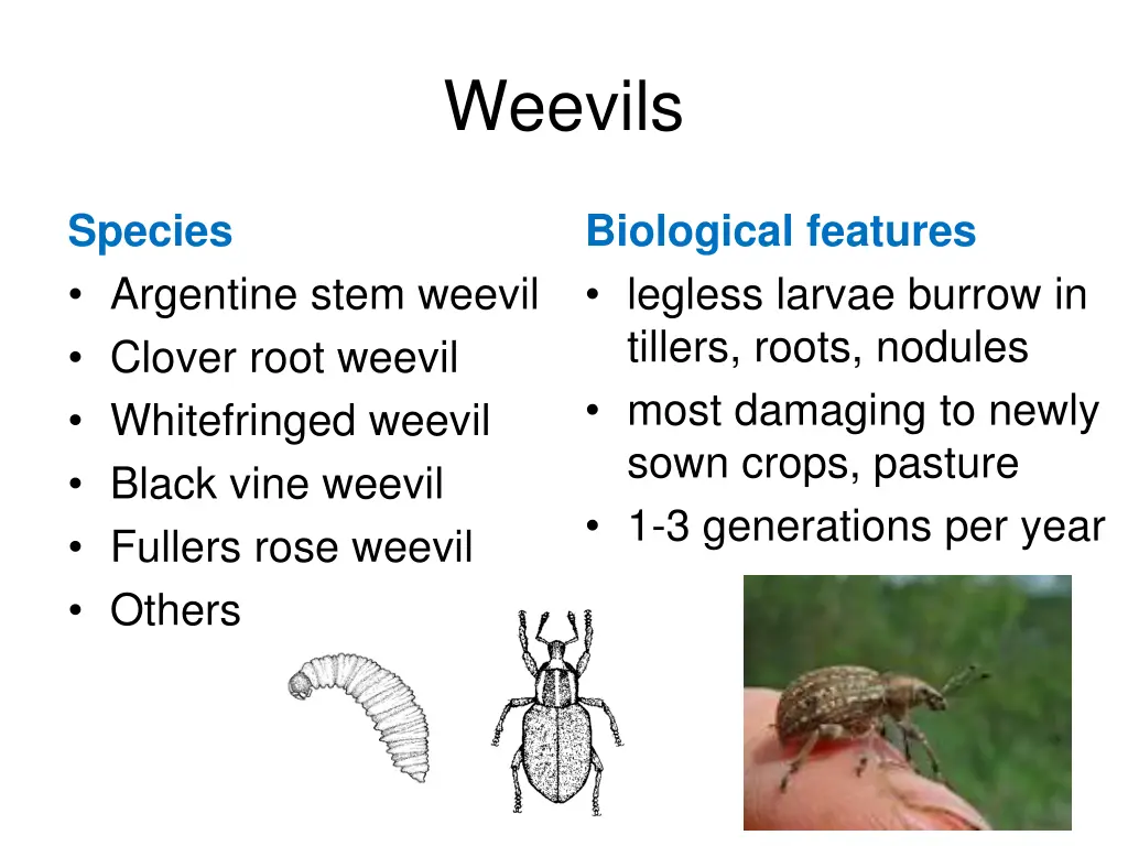 weevils