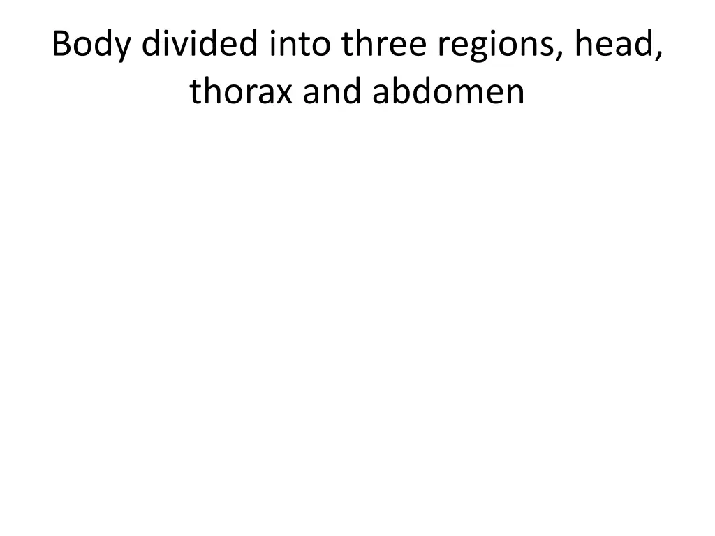 body divided into three regions head thorax