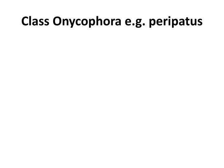 class onycophora e g peripatus