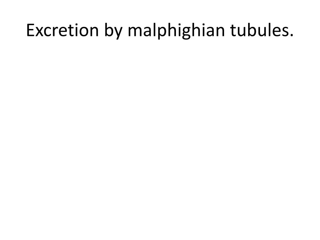 excretion by malphighian tubules