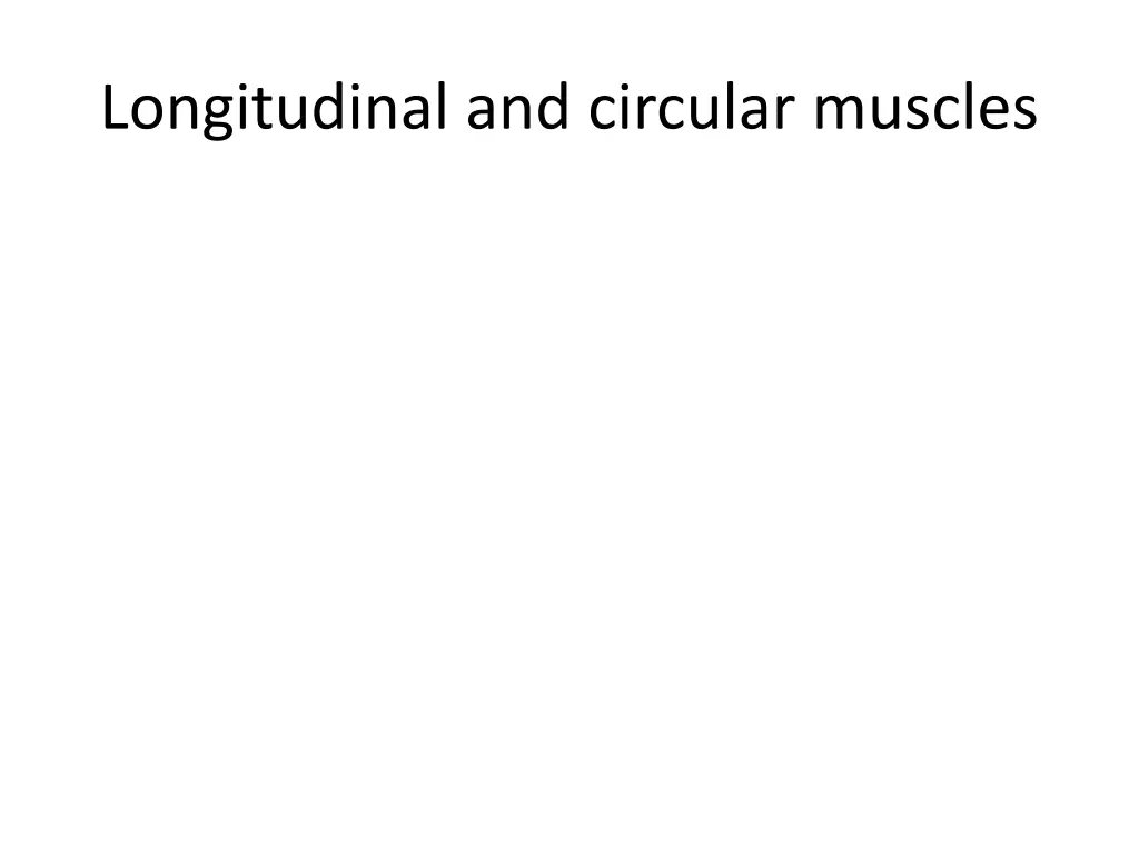 longitudinal and circular muscles