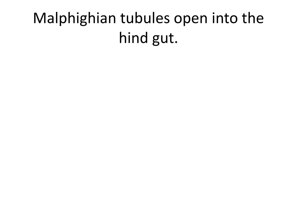 malphighian tubules open into the hind gut