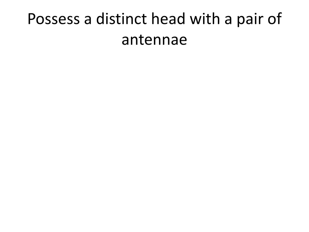 possess a distinct head with a pair of antennae