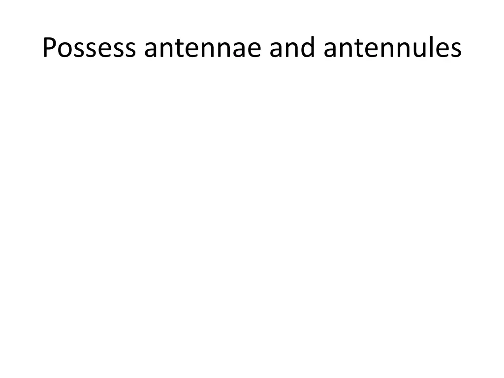 possess antennae and antennules