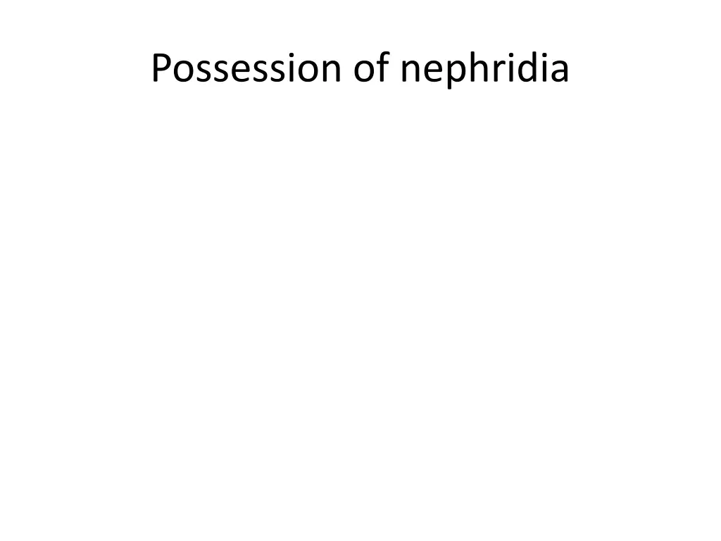 possession of nephridia